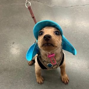 Meet your Posher, Hazel